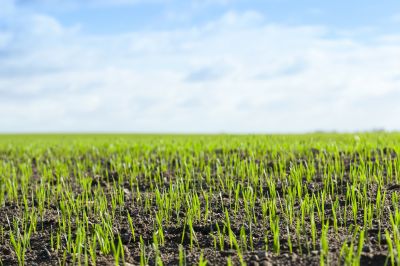 Lush Green Landscape