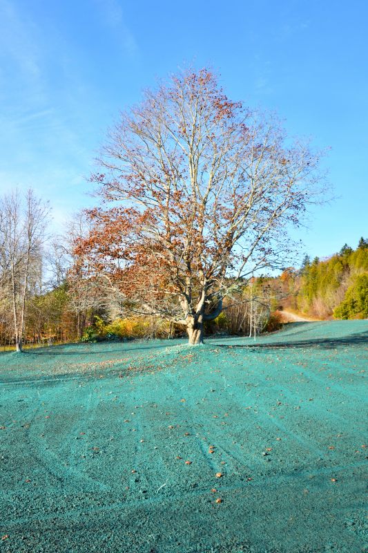 Late Spring Hydroseeding