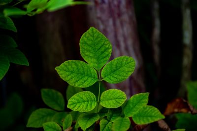 Poison Ivy Removal in Philadelphia, PA
