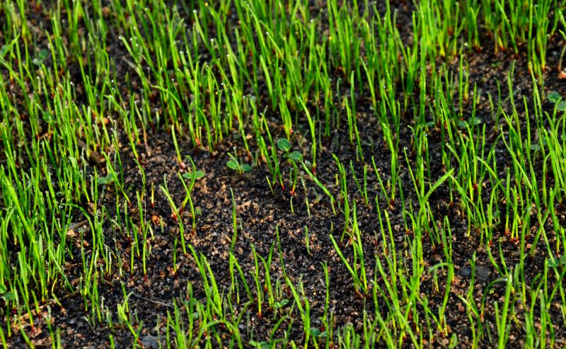 Newly Seeded Lawn