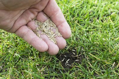Lawn Seeding Consultation